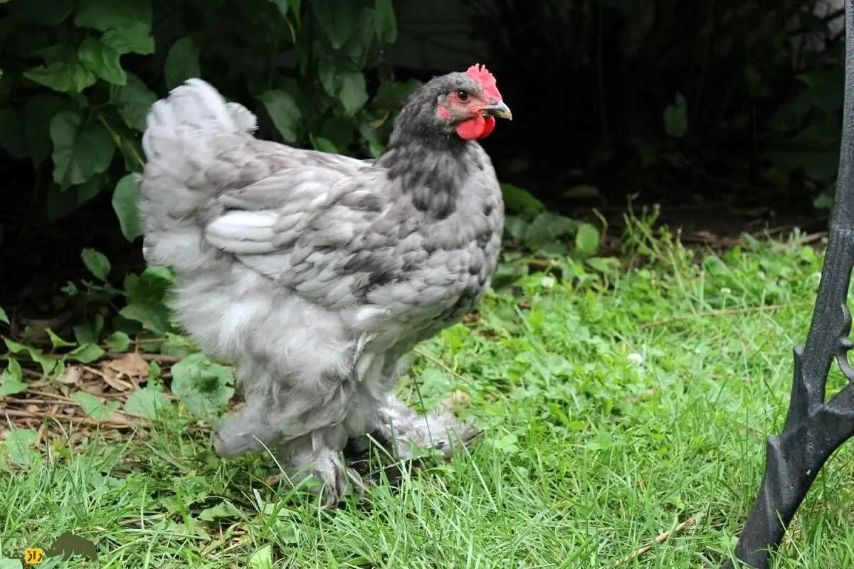 Wp Header Logo 2621.png