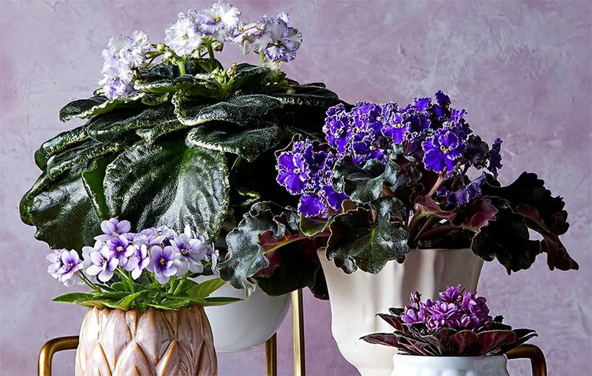 Wp Header Logo 678.png