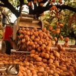 کشاورزی نوین؛ تو آمریکا کسی واسه گردو چیدن نمیره بالا درخت با ماشین 5 ثانیه ای میچینن