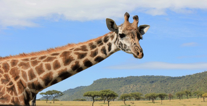 Wp Header Logo 1928.png