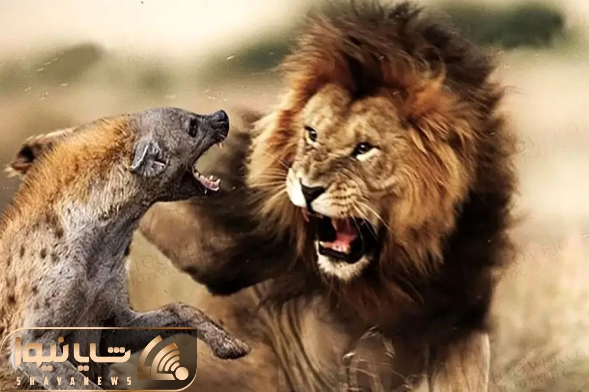 Wp Header Logo 4224.png