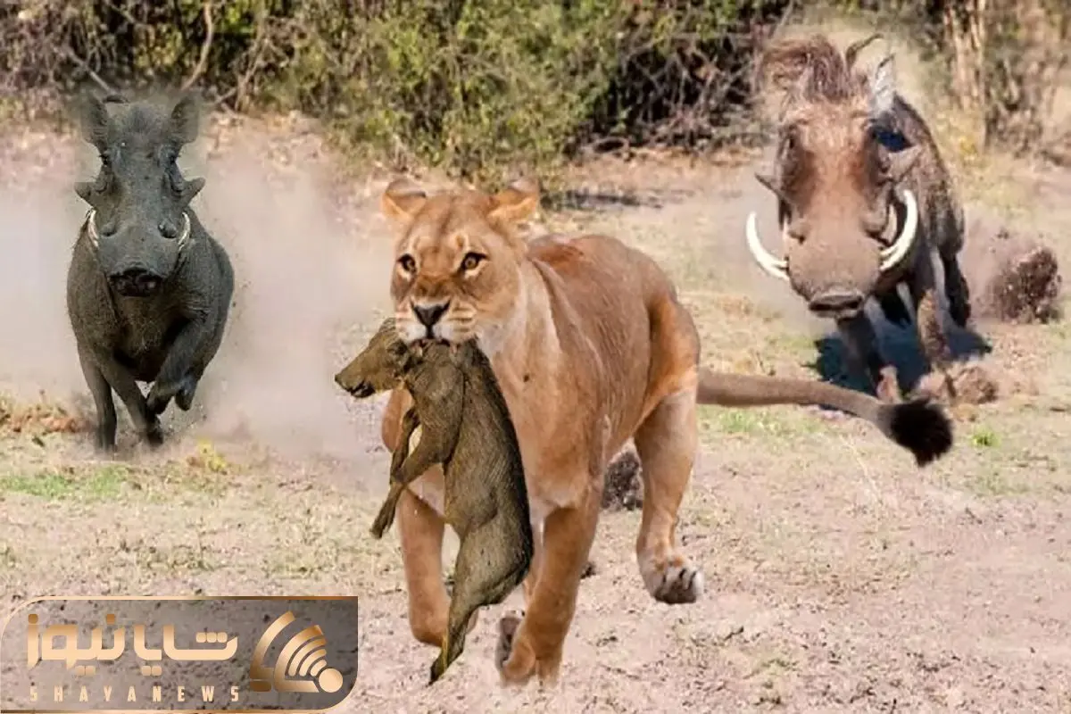 Wp Header Logo 4284.png