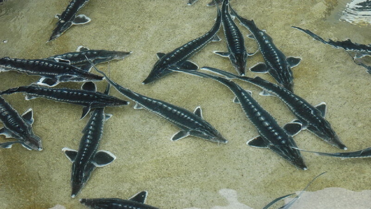 Wp Header Logo 4487.png