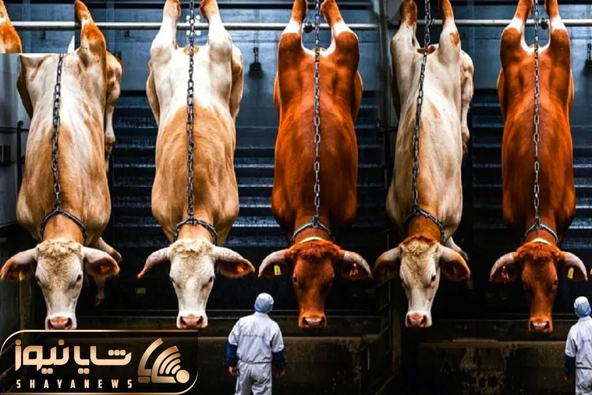 Wp Header Logo 575.png