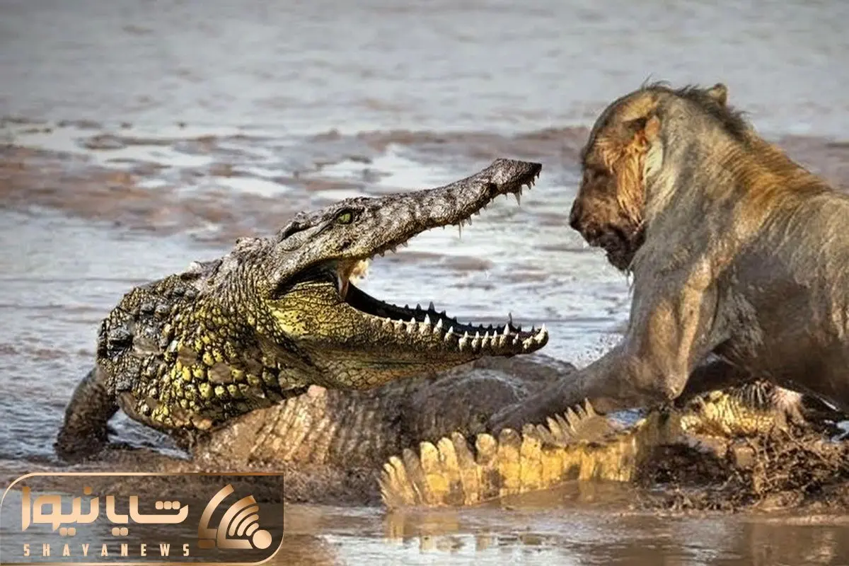 Wp Header Logo 611.png