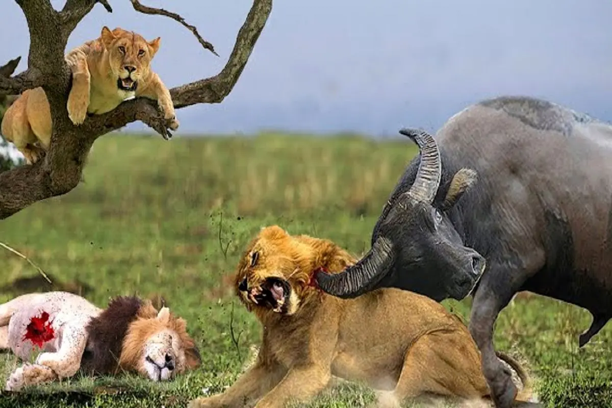 Wp Header Logo 980.png