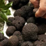 اورژانس از افزایش چشمگیر مسمومیت با قارچ‌های خودرو خبر داد