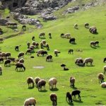 صرفه جویی ۲ هزار و ۵۵۰ میلیون دلار ارز از طریق تولید گوشت قرمز عشایر