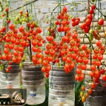 کاشت و برداشت خانگی؛ تو بطری های پلاستیکی آب معدنی گوجه گیلاسی کاشته محشر شده