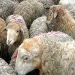 قیمت دام زنده امروز ۳ خرداد ۱۴۰۴‌/ بازار دچار تشنج شد + جدول