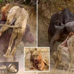 نبرد حیوانات وحشی / شیر مغرور با غرشی مهیب بوفالو را شکست داد