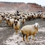 قیمت دام زنده امروز یکشنبه ۴ خرداد ۱۴۰۴