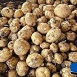 شناسایی و احضار دلالان بازار سیب زمینی در گلستان