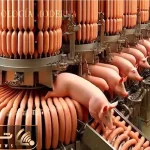 فرآوری خوک / جراحی صنعتی خوک برای استخراج حداکثری سود سوسیس