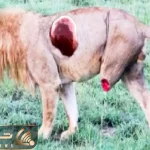 مستند حیات وحش / شیر طعمه را کم شمرد چوب غرور کاذبش را خورد
