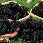 کشاورزی نوین؛ شاتوت ها رو تو مزرعه جوری دستکاری کردن یکیش اندازه ی کله ی آدمه
