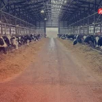قیمت دام زنده امروز ۲۴ تیر ۱۴۰۴ + جدول