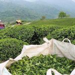 خرید تضمینی برگ سبز چای به ۸۲ هزار تن رسید
