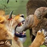 شاهکار حیات وحش / بوفالو خشمگین شیر را از سلطنت عزل کرد