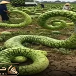 کشاورزی نوین؛ هندونه ی ماری و مفتولی پرورش دادن انقد حجیمه که برای استفاده 1 سال بسه