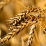 ۴.۵ میلیون تن گندم تحویل دولت شد