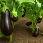 کاشت بادمجان در گلدان خانه/ از گرمای هوا و نور واسه داشتن بادمجون خوشمزه استفاده کنین