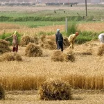 قیمت منطقی خرید تضمینی گندم‌چقدر است؟