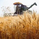 پیش بینی خرید ۸.۵ میلیون تن گندم تا پایان فصل برداشت