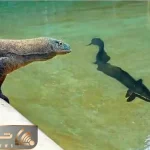 مستند حیات وحش / اژدهای کومودو به طعمه اشتباهی حمله کرد پایانش تلخ بود