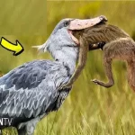 بدایع حیات وحش / حملات جسورانه پرندگان دهان گشاد به دیگر حیوانات برای بقا
