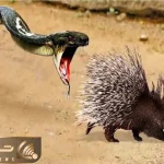 نارام زیان / نبرد لاطائل سم و تیغ میان مامبای سیاه و جوجه تیغی