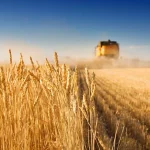 پرداخت جریمه دیرکرد به گندم کاران