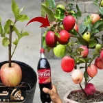 کشاورزی نوین؛ به و سیب رو پیوند زدن سروتهش خمیری که میشناسیم زدن درخت میوه ترکیبی داد