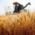 نیاز به واردات گندم یا تکرار سناریوی قدیمی مافیا؟ / بلایی که واردات بر سر کشاورزان آورد