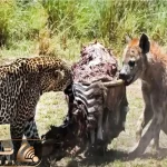 مستند حیات وحش/ کفتار شکار پلنگ را دزدید/زور کفتار به پلنگ چربید