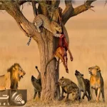نارام زیان؛ جدال شرارتمندانه شیر و کفتارها با پلنگ برای لاشخوری از شکارش