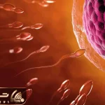 حقایق پنهان؛ لحظه فعال شدن تخمک توسط اسپرم وقتی زندگی قرار است با یک جرقه آغاز شود