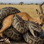 مستند حیات وحش / پیتون غول حلقه مرگ انداخت دور کل یالدار جونش در رفت