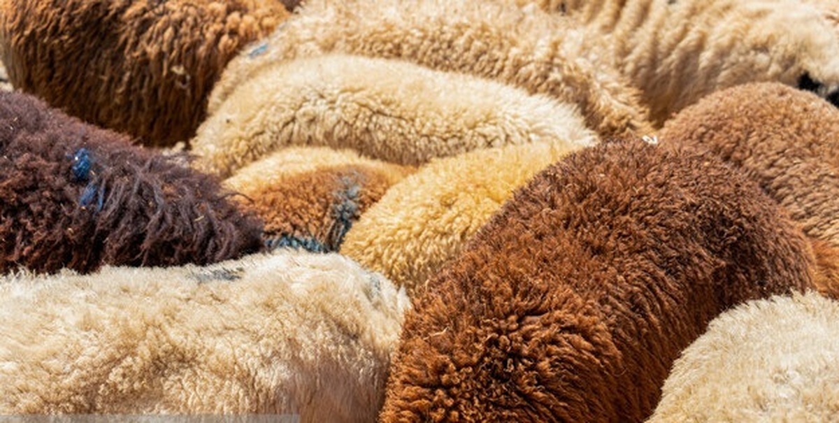 Wp Header Logo 4526.png