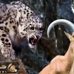نبرد حیات وحش/ با پدیدار شدن پلنگ ها رعب و وحشت به جون گله بزهای شاخدار افتاد