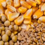خودکفایی گوشت قرمز مستلزم تامین به موقع نهادههای دامی است