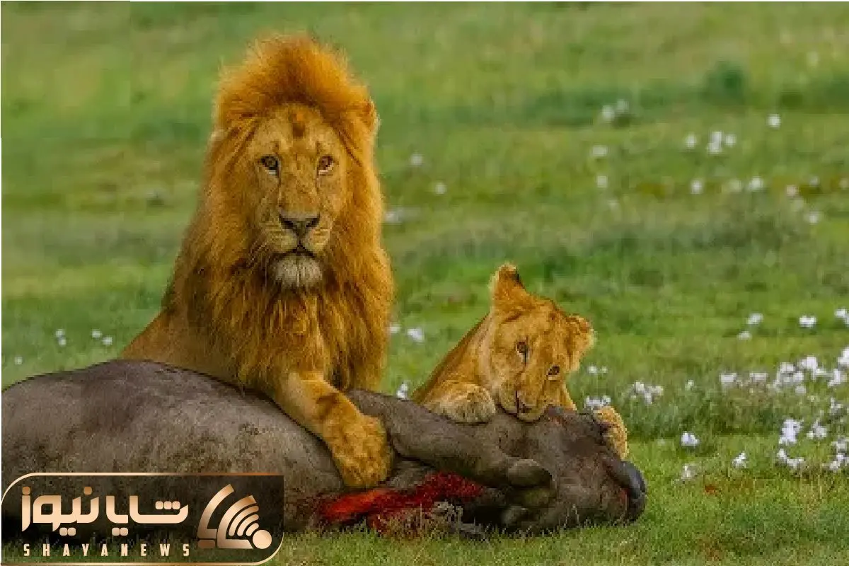 Wp Header Logo 1435.png