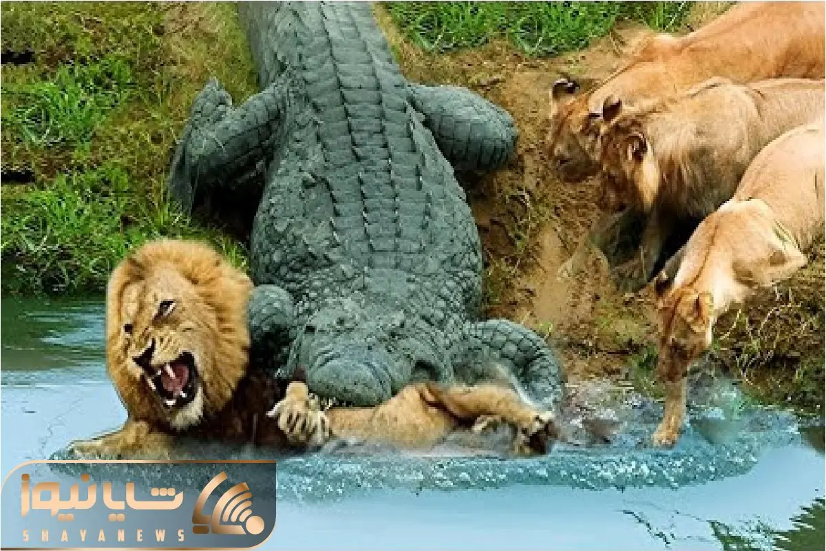 Wp Header Logo 174.png
