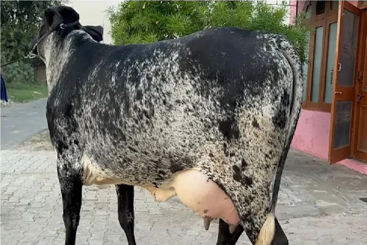 Wp Header Logo 2282.png