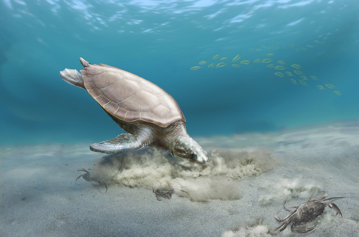 Wp Header Logo 2460.png