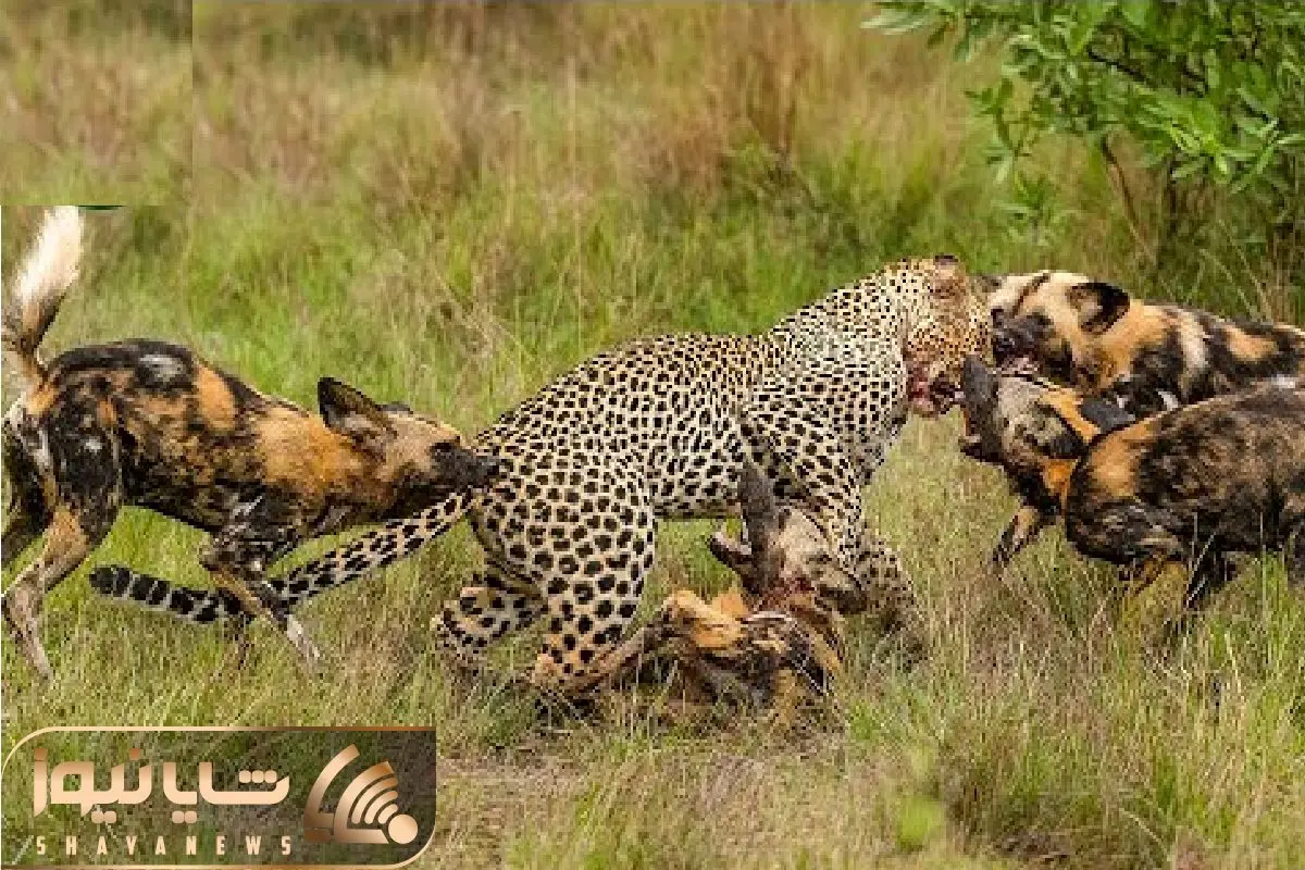 Wp Header Logo 2520.png