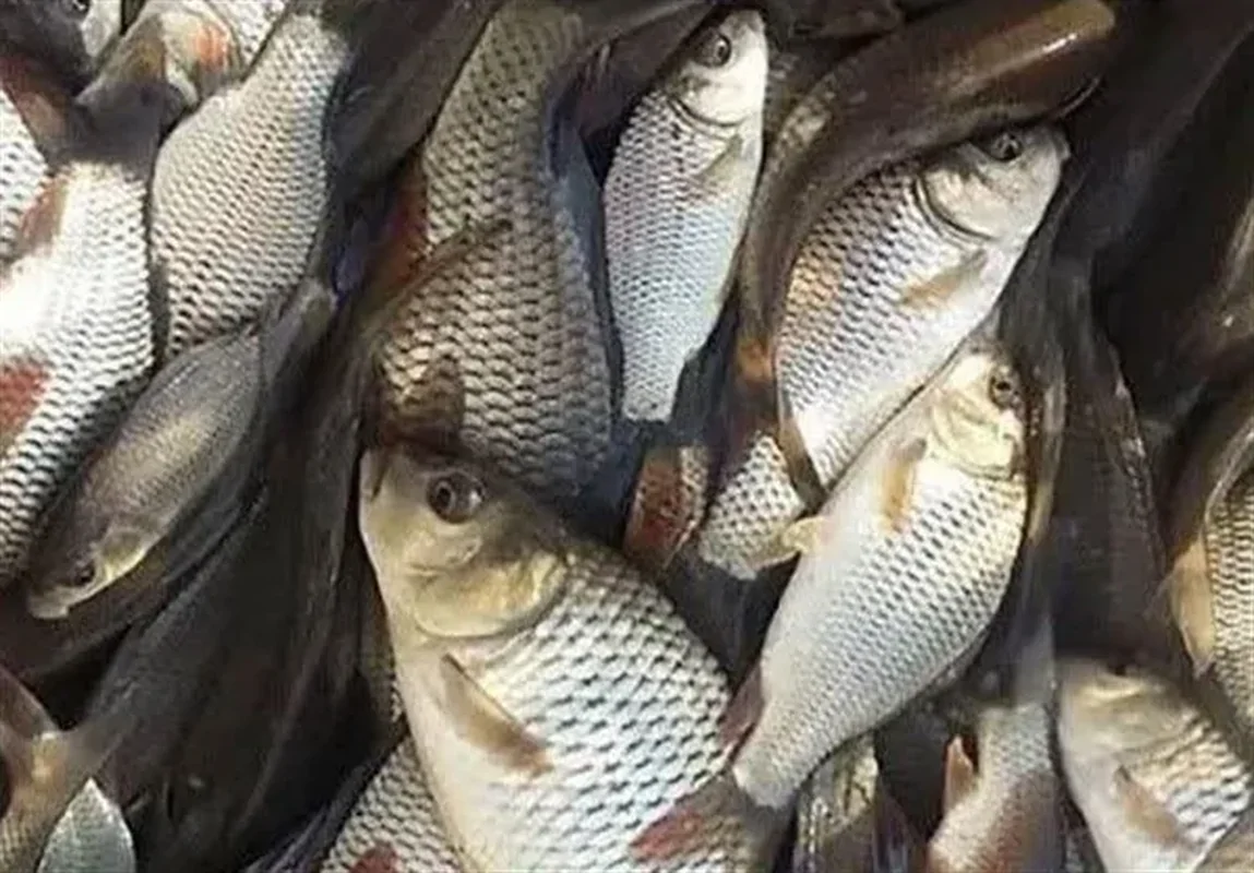 Wp Header Logo 2550.png