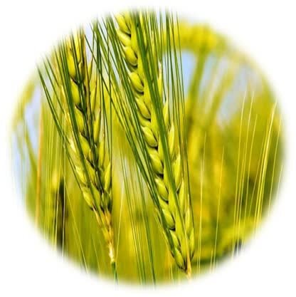 Wp Header Logo 116.png