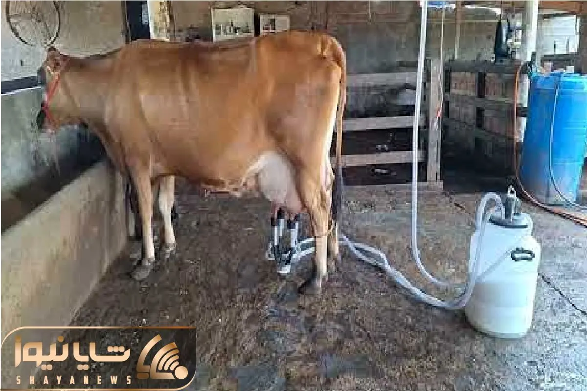 Wp Header Logo 1185.png