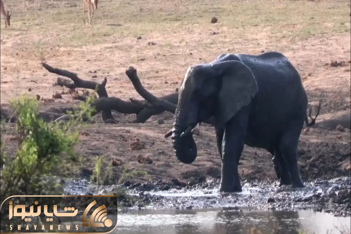 Wp Header Logo 1221.png